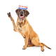 Illustration for article titled A Dog Named Diamond Is Running for Mayor of Schenectady, New York